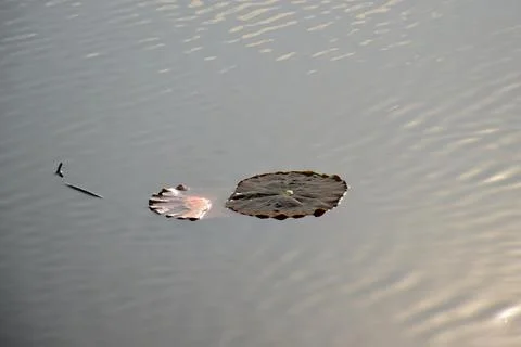 Lotus leaf Stock Photos