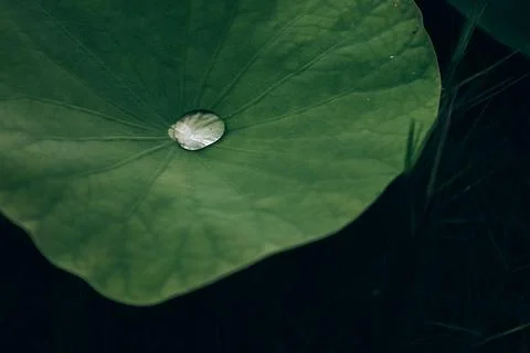 Lotus leaf Stock Photos