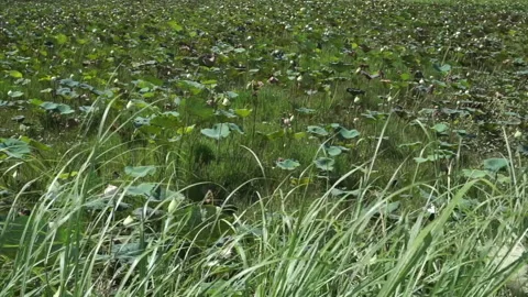 Lotus leaf in pond and grass foreground Stock Footage 220412399