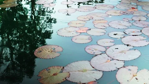 Lotus leaf in the pond. Stock Footage 240272392