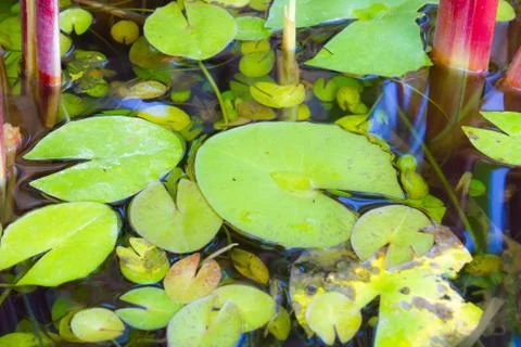 Lotus leaf in pond Stock Photos