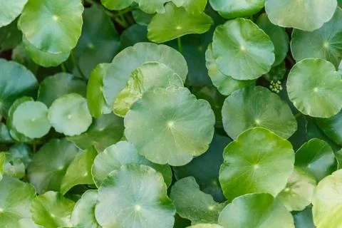 Lotus leaf in pond. Stock Photos