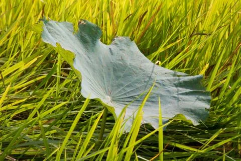 Lotus leaf in a pond Foto stock