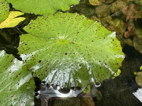 Lotus leaf at the pond Stock Photos