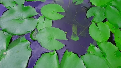 Lotus leaf in the pond with a top view Stock Footage 132768700