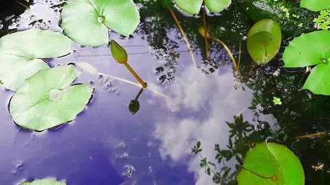Lotus leaf in the pond with a top view Stock Footage 132768702