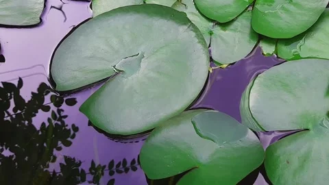 Lotus leaf in the pond with a top view Stock Footage 132768703