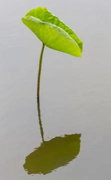 Lotus leaf reflection Stock Photos