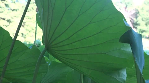 Lotus leaf ribbed macro zoom in 4k UHD Stock Footage 68815159