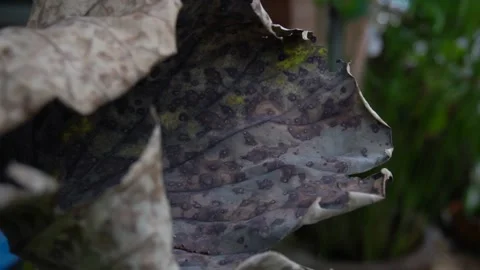 The lotus leaf is rotting. Stock Footage 135889203