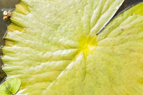 Lotus leaf texture background on water surface Stock Photos