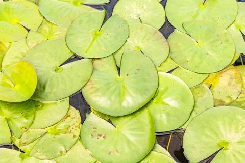 Lotus leaf texture background on water surface Stock Photos