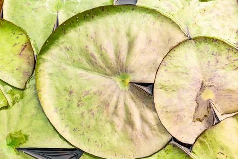 Lotus leaf texture background on water surface Stock Photos