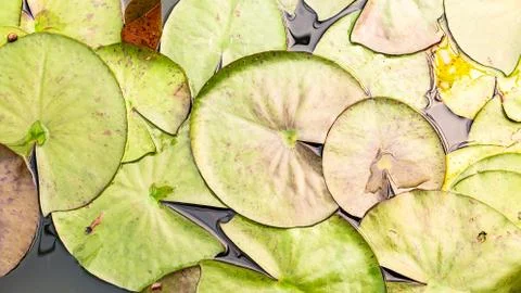 Lotus leaf texture background on water surface Stock Photos