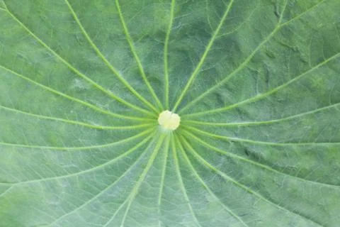 Lotus Leaf Texture Stock Photos