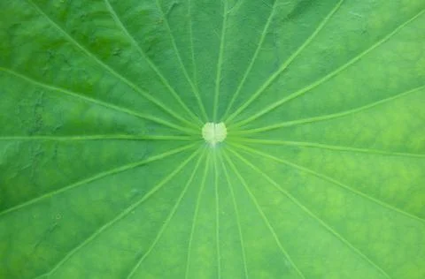Lotus leaf texture Foto stock