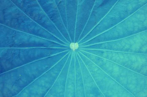 Lotus leaf texture Foto stock