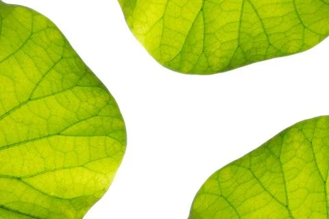 Lotus leaf texture. Stock Photos