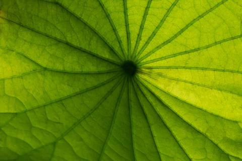 Lotus leaf texture. Stock Photos