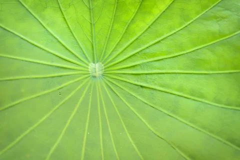 Lotus leaf texture Stock Photos