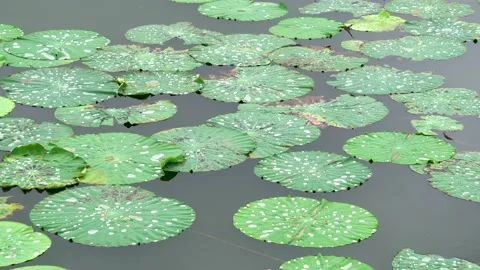 The lotus leaf was covered with drops of water Vídeo Stock 203984981