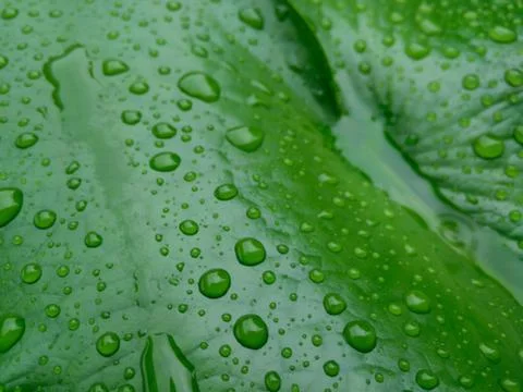 Lotus leaf with water drops effect green Stock Photos