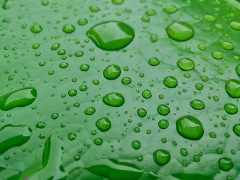 Lotus leaf with water drops effect green Stock Photos