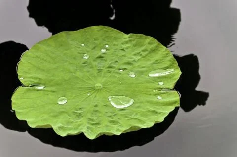 Lotus Leaf with water Stock Photos