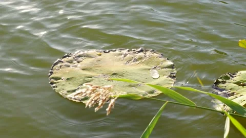 Lotus leaf water waves fluttering on the water surface Stock Footage 219766729