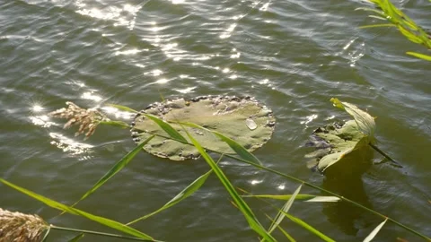 Lotus leaf water waves fluttering on the water surface Stock Footage 219766731