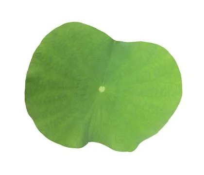 A Lotus leaf on white background Stock Photos