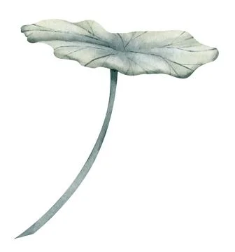 Lotus Leaf on white isolated background. Hand drawn watercolor illustration of Stock Illustration
