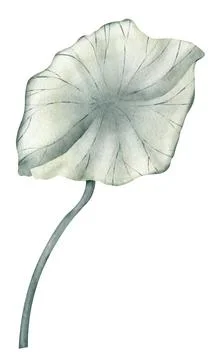 Lotus Leaf on white isolated background. Hand drawn watercolor illustration of Stock Illustration