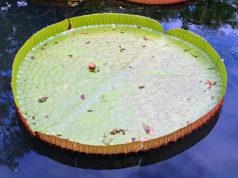 Lotus leafs Foto stock