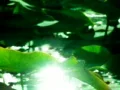 Lotus Leaves 01 Loop Web Footage