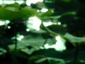 Lotus Leaves 010 Loop Web Footage