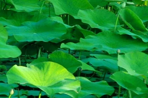 Lotus Leaves 011 Loop Stock Footage