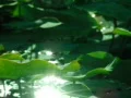 Lotus Leaves 04 Loop Web Footage