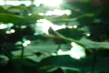 Lotus Leaves 09 Loop Footage