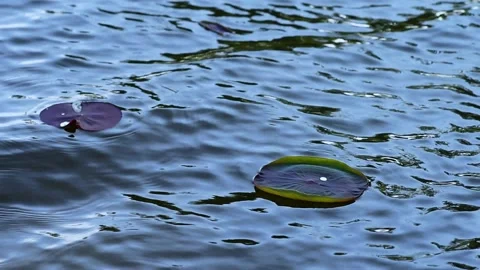 Lotus leaves dance Stock Footage 130642428