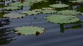 Lotus leaves floating on pond 2 Loop HD Footage