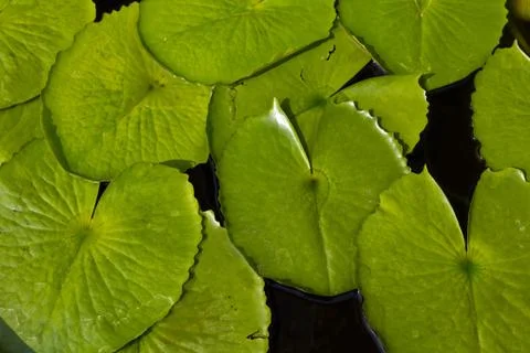 Lotus leaves floating on the water Stock Photos