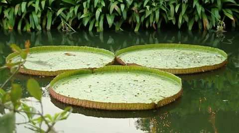 Lotus leaves 스톡 동영상 10166507