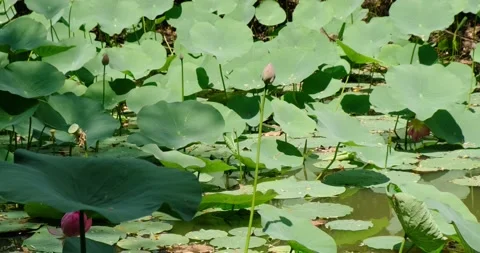 Lotus leaves Stock Footage 137649024