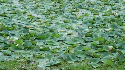 Lotus Leaves Stock Footage 340772013