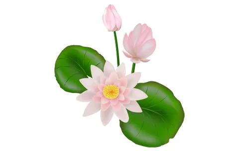 Lotus with leaves Stock Illustration