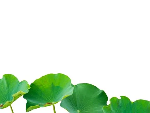 Lotus leaves isolated on white background. Lotus leaves in a pond. Stock Photos