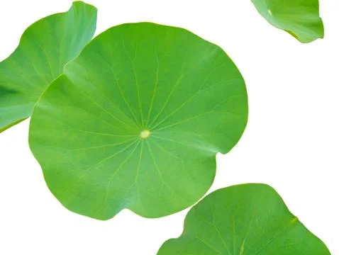 Lotus leaves isolated on white background. Lotus leaves in a pond. Stock Photos