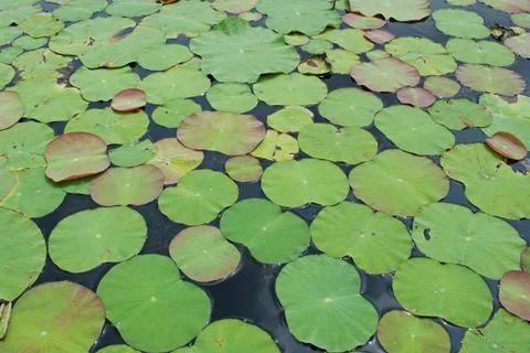 Lotus leaves Stock Photos