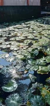 Lotus Leaves Stock Photos